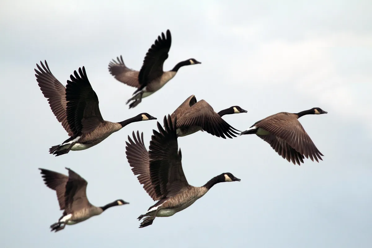 Migrant birds